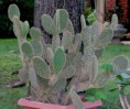 /album/opuntia/o-m-jpg/